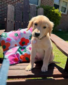 Golden Retriever and Labrador Retriever Dogs Available for Adoption in Tuscaloosa, Alabama - Sandra Kay | PetCurious