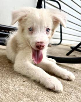 Nixie -  Australian Shepherd Dog for Adoption in Troy, Illinois - Nixie | PetCurious