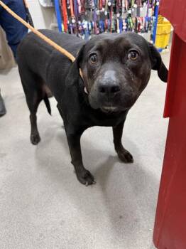 Labrador Retriever and Mixed Breed Dogs Available for Adoption - BELLA TRIX | PetCurious