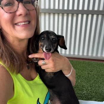 Betty -  Dachshund Dog for Adoption in Hondo, Texas - Betty | PetCurious