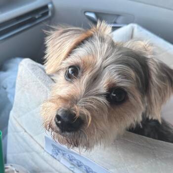 Snoopy -  Yorkshire Terrier and Schnauzer Dog for Adoption in Fort Lauderdale, Florida - Snoopy | PetCurious