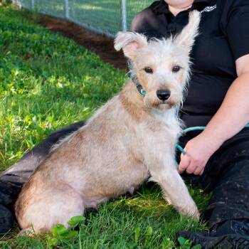 Clover -  Terrier Dog for Adoption in Troy, Ohio - Clover | PetCurious