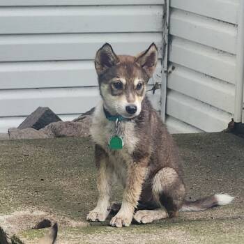 Rescue Shepherd Dogs for Adoption in Buffalo, Minnesota - Chip | PetCurious