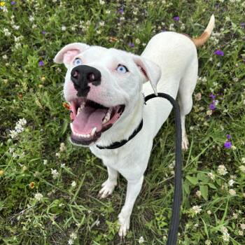 Lazarus -  Labrador Retriever Dog for Adoption in Pearland, Texas - Lazarus | PetCurious