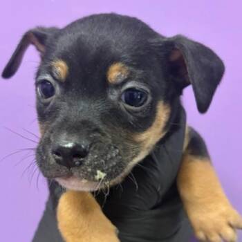 Peter -  Chihuahua Dog for Adoption in Tacoma, Washington - Peter | PetCurious