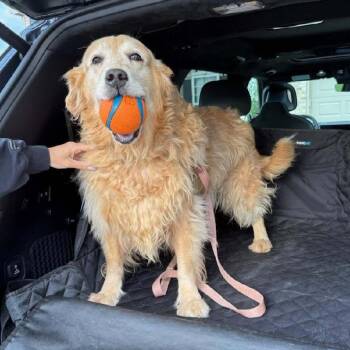 Kira -  Golden Retriever Dog for Adoption in Waterville, Ohio - Kira | PetCurious