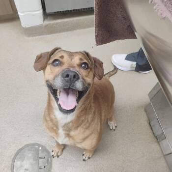 Labrador Retriever Dogs Available for Adoption in Corpus Christi, Texas - Piper Scout | PetCurious