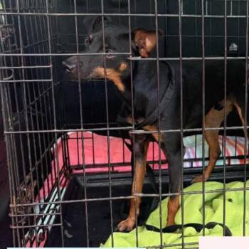 Bacon -  Miniature Pinscher Dog for Adoption in Tampa, Florida - Bacon | PetCurious