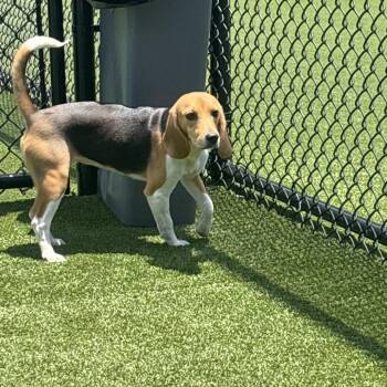 Chip dip 5671 -  Beagle Dog for Adoption in Loxahatchee Groves, Florida - Chip Dip 5671 | PetCurious