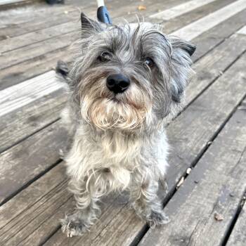 Rescue Schnauzer Dogs for Adoption in Shakopee, Minnesota - Archie | PetCurious