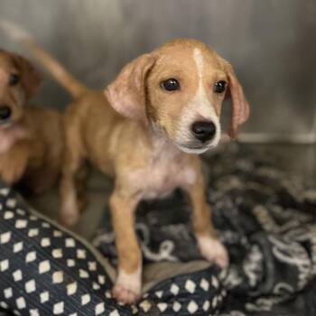 Ferret -  Terrier Dog for Adoption in Edinburg, Texas - Ferret | PetCurious