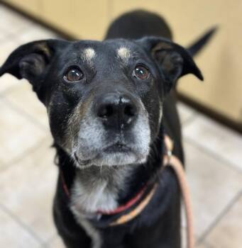 Oliver -  Shepherd Dog for Adoption in Troutdale, Oregon - Oliver | PetCurious