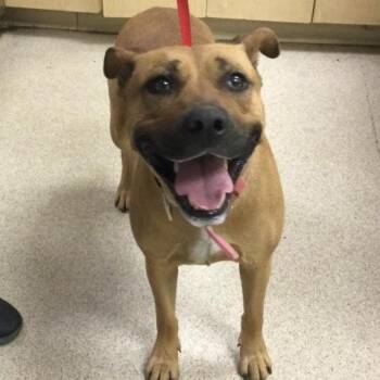 Mastiff and Mixed Breed Dogs Available for Adoption in Riverside, California - TIPSY | PetCurious