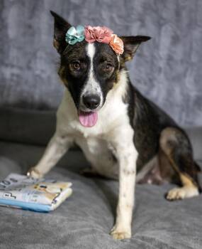 Mochi -  Australian Cattle Dog Blue Heeler and Shepherd Dog for Adoption in Pearland, Texas - Mochi | PetCurious