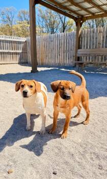 Beagle and Mixed Breed Dogs Available for Adoption in Muskegon, Michigan - Luna-T | PetCurious