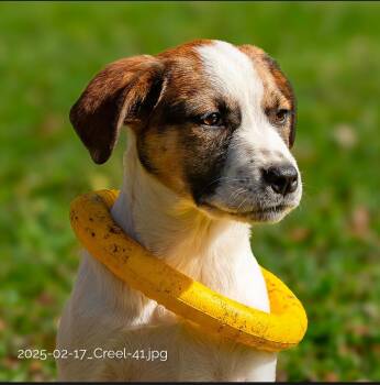 Rescue Hound Dogs for Adoption in Houston, Texas - Creel | PetCurious