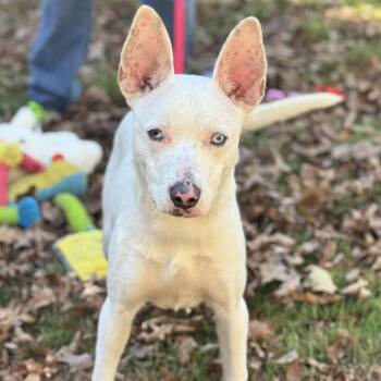 Rescue Terrier Dogs for Adoption in Locust Fork, Alabama - Sugar | PetCurious