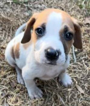 Beagle and Treeing Walker Coonhound Dogs Available for Adoption - Maverick  | PetCurious