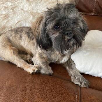 Shih Tzu and Schnauzer Dogs Available for Adoption - Venancio | PetCurious