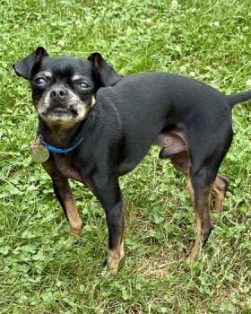 Jake -  Chihuahua and Pug Dog for Adoption in Malvern, Pennsylvania - Jake | PetCurious