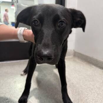 Oatmeal -  Shepherd and Labrador Retriever Dog for Adoption in Tampa, Florida - Oatmeal | PetCurious