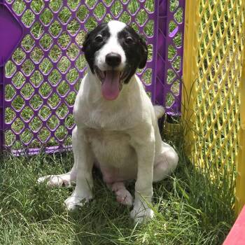 Rescue Mixed Breed Dogs for Adoption in Kempner, Texas - Bashful | PetCurious