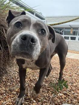 Mixed Breed Dogs Available for Adoption - MICHELLE | PetCurious