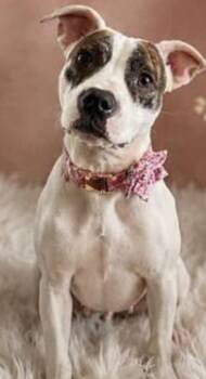 Dixie -  Boxer and Jack Russell Terrier Dog for Adoption in Hardeeville, South Carolina - Dixie | PetCurious