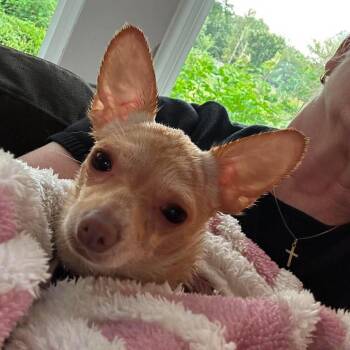 Bo -  Chihuahua Dog for Adoption in Overland Park, Kansas - Bo | PetCurious
