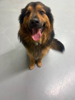 Sully -  Shepherd and Hound Dog for Adoption in Findlay, Ohio - Sully | PetCurious