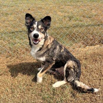 Panda -  Mixed Breed Dog for Adoption in Brentwood, Missouri - Panda | PetCurious