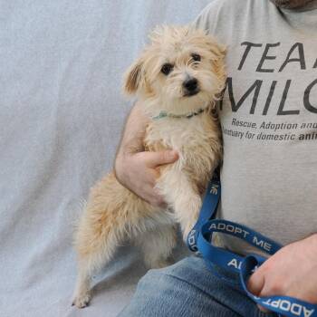 Terrier and Mixed Breed Dogs Available for Adoption - ZUKI | PetCurious