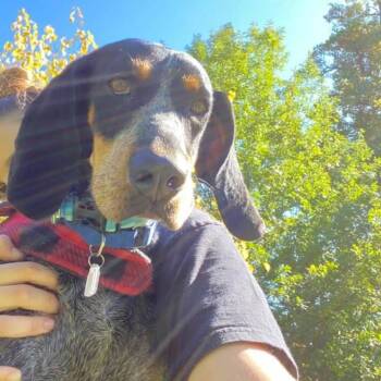 Hound Dogs Available for Adoption in Fairfax Station, Virginia - Sadie | PetCurious