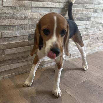 VE6 1714 -  Beagle Dog for Adoption in Loxahatchee Groves, Florida - VE6 1714 | PetCurious