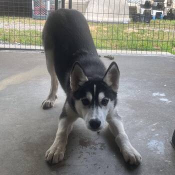 Jenna -  Husky Dog for Adoption in Locust Fork, Alabama - Jenna | PetCurious