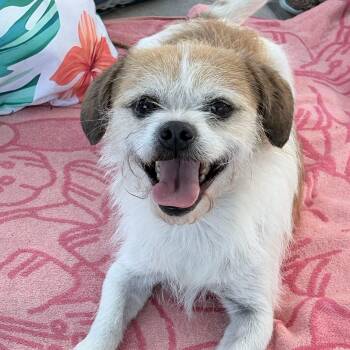 Border Terrier Dogs Available for Adoption in Newport Beach, California - Mooshu | PetCurious