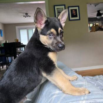 Shepherd and Chow Chow Dogs Available for Adoption in Eastford, Connecticut - CT Dash | PetCurious