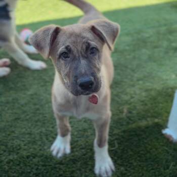 Pom Pom -  German Shepherd Dog and Mixed Breed Dog for Adoption in Briarcliff Manor, New York - Pom Pom | PetCurious