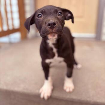 Pit Bull Terrier Dogs Available for Adoption in Fenton, Michigan - Strudel  | PetCurious