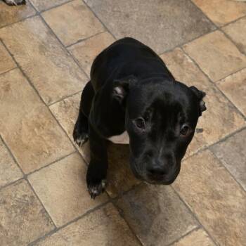 Koda -  Pit Bull Terrier Dog for Adoption in Oceanside, New York - Koda | PetCurious