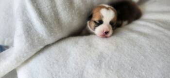 Mr red -  Pembroke Welsh Corgi Dog for Sale in Beech Island, South Carolina - Mr Red | PetCurious