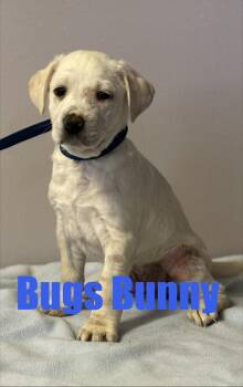Terrier and Labrador Retriever Dogs Available for Adoption in Irwin, Pennsylvania - Bugs Bunny | PetCurious
