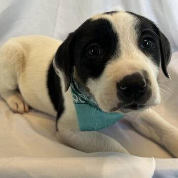Billy -  Mixed Breed Dog for Adoption in Canal Winchester, Ohio - Billy | PetCurious