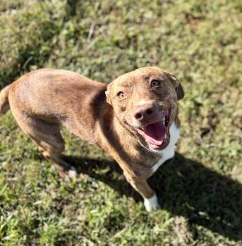 Pebbles -  Mixed Breed Dog for Adoption in Pomeroy, Ohio - Pebbles | PetCurious
