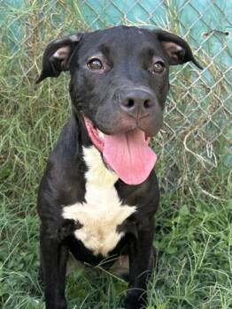 Rescue American Staffordshire Terrier and Mixed Breed Dogs for Adoption in San Antonio, Texas - Valkyrie | PetCurious