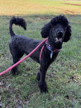 Labradoodle Dogs Available for Adoption - Lola | PetCurious