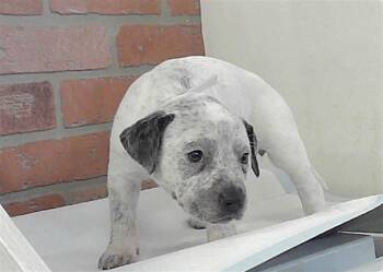 Staffordshire Bull Terrier and Mixed Breed Dogs Available for Adoption - PEPPER | PetCurious