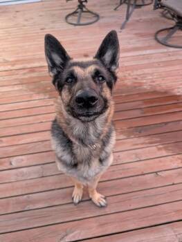 Rescue German Shepherd Dog Dogs for Adoption in Minneapolis, Minnesota - Mayberry | PetCurious