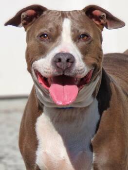 26-217 Sarafina -  Pit Bull Terrier Dog Available for Adoption in Lindenhurst, New York - 26-217 Sarafina | PetCurious