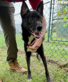 Drew -  Shepherd Dog for Adoption in Little Rock, Arkansas - Drew | PetCurious